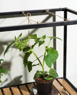 Grower Greens Planteskap Svart